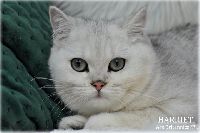 /harriet