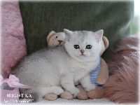 /migotka