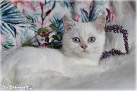 /babette