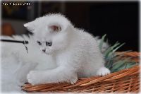 /ivory