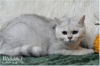 /harriet