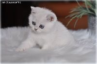 /ivory