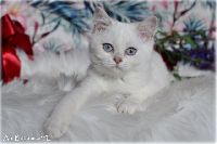 /babette