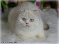 /gigi