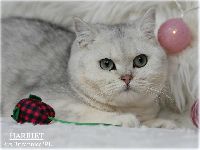 /harriet