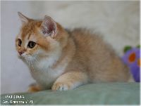 /paloma