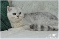 /harriet