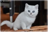 /ivory