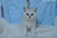/gigi