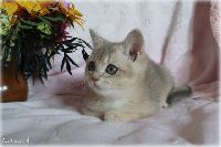 /rascal