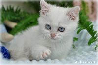 /bluebell