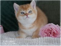 /napoleon