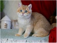 /baltazar