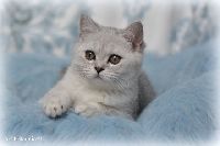 /otello