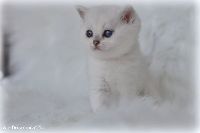 /ivory