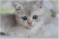 /rascal