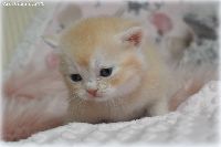 /toffie