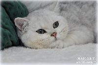 /harriet