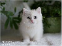 /marcepan