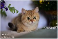 /hermiona