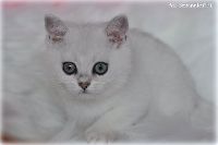 /ivory