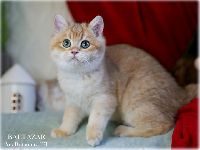 /baltazar