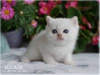 /klemens
