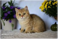 /hermiona