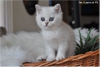 /ivory