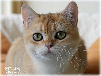/nevada