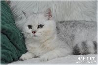 /harriet