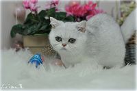 /sybilla