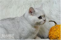/harriet