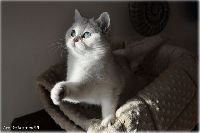 /gordon