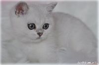 /ivory