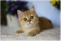 /hermiona