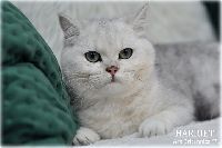 /harriet