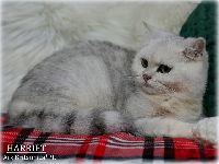 /harriet