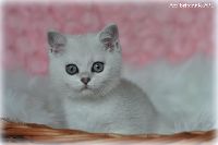 /ivory