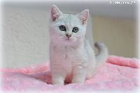 /gigi