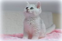 /gigi