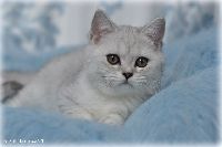 /otello