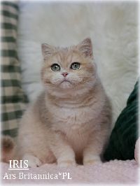 /iris