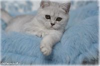 /otello