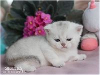 /migotka