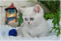 /bluebell