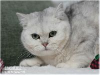 /harriet