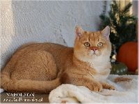 /napoleon