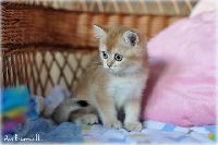/leopold