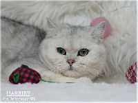 /harriet